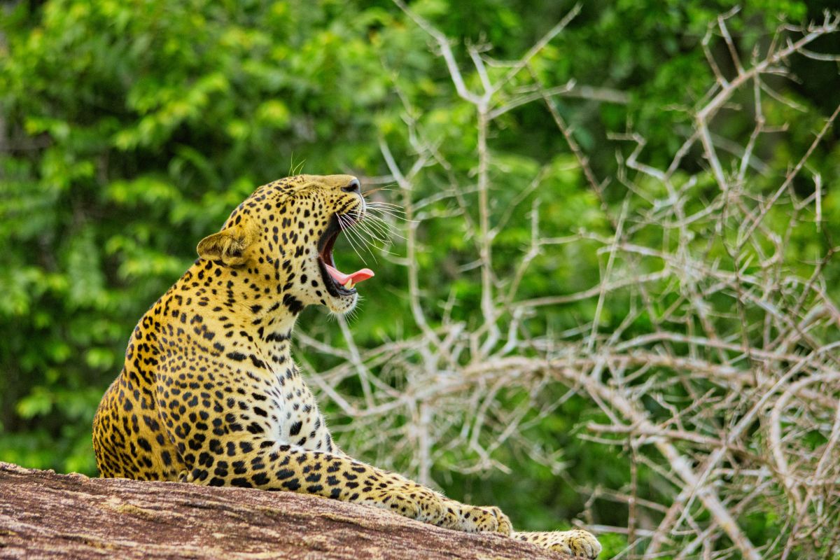 Wildlife Safaris