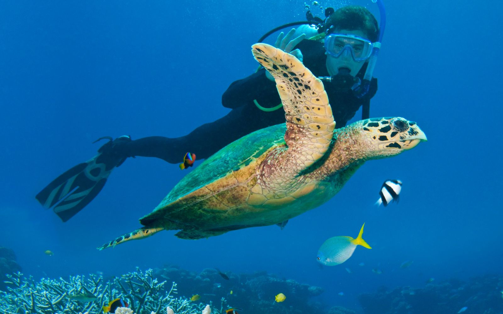 Scuba Diving and Snorkeling